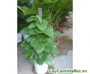 Cách trồng vạn niên thanh leo cột, cây vạn niên thanh leo cột là gì