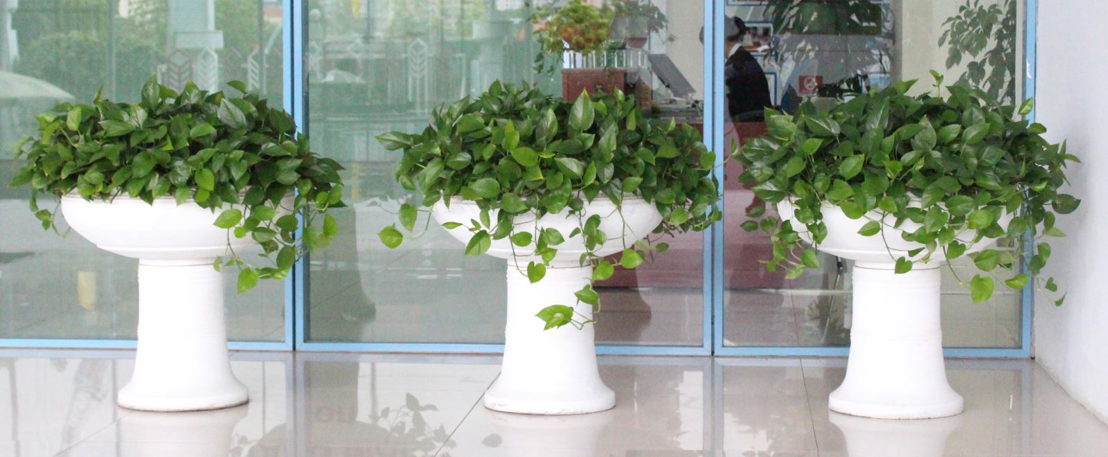 Cây vạn niên thanh có Ưa nắng không, Ý nghĩa phong thủy là gì