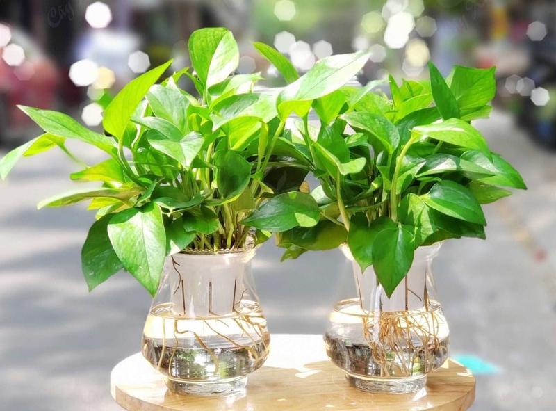 Có nên trồng cây vạn niên thanh để trong nhà có tốt không khí nhưng độc