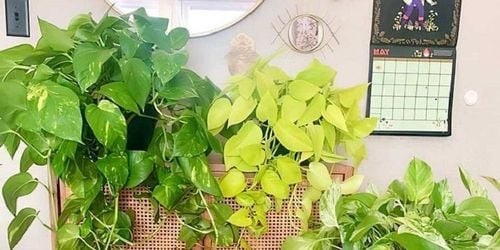 Công dụng của cây vạn niên thanh là cây gì ? ý nghĩa, cách trồng và chăm sóc