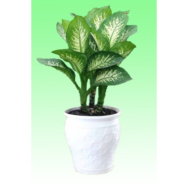 Ý nghĩa phong thủy cây vạn niên thanh leo hợp mệnh gì, mệnh gì?