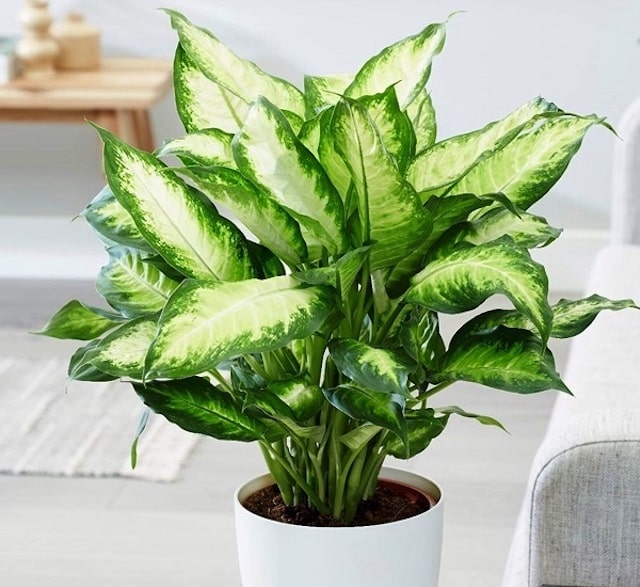 Cây vạn niên thanh ra hoa có tốt không, cây vạn niên thanh ra hoa có Ý nghĩa gì