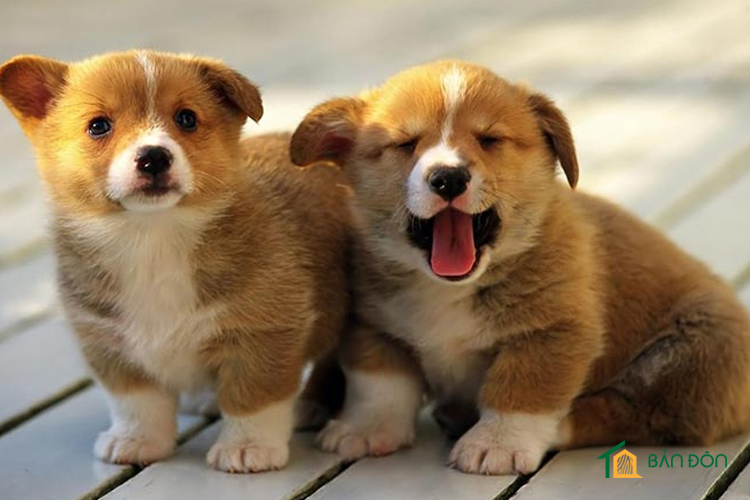 Chọn thú cưng phù hợp: chó hay mèo cho sinh viên nên nuôi chó gì